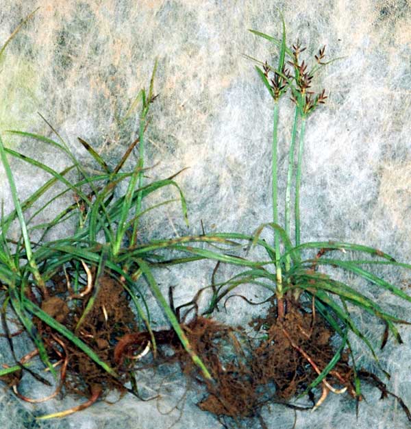 Purple nutsedge, Cyperus rotundus