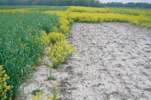 Figure 4 Near-complete weed suppression following radish cover