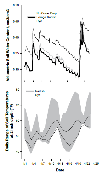 Figure 5 Warmer and drier seedbed in April with forage radish compared to rye as cover crop