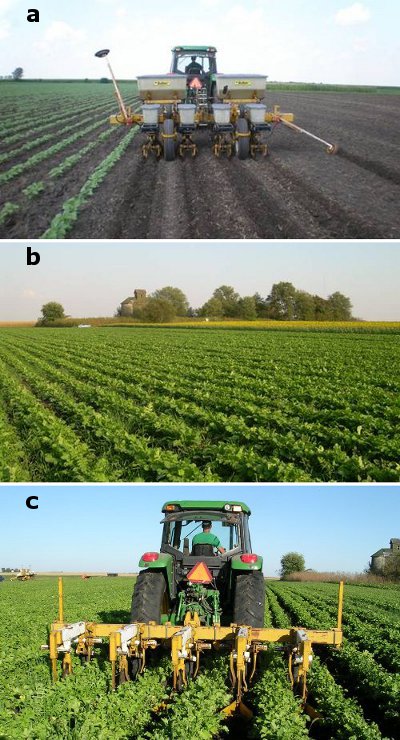 Figure 10 Wide-row radishes