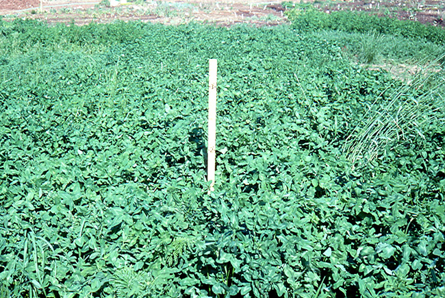 Year-old red clover stand