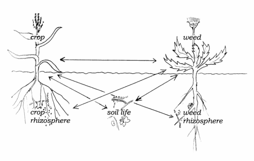 chemical/microbiological interactions between crops, weeds, and rhizosphere and bulk soil microbes