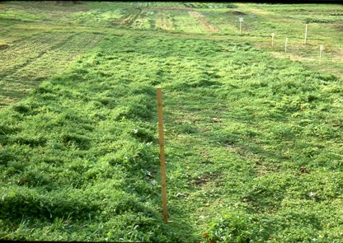 Prompt planting of winter rye-vetch cover suppresses chickweed