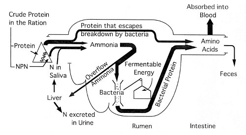 Figure 3. Schematic summary of nitrogen utilization by the dairy cow and other ruminants.