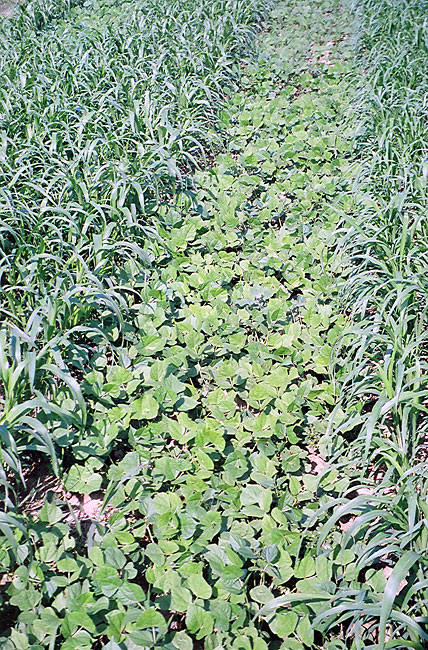 Sorghum-sudan and lablab bean cover crops