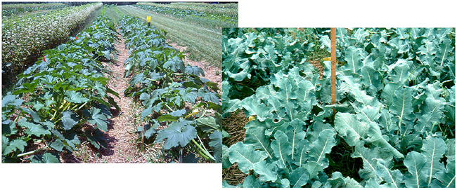 Squash and brocolli in rye-vetch cover crop mulch