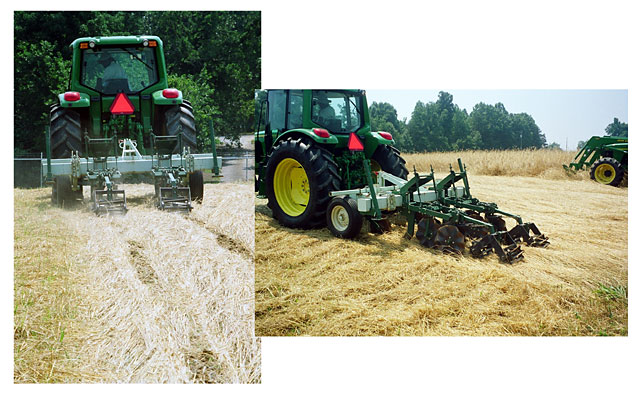 Strip tiller operating in flattened cover crop mulch