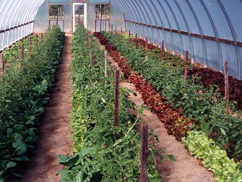Interplanting of tomatoes and greens in hoophouse