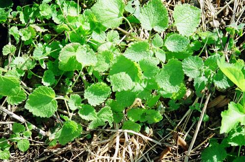 Purple deadnettle (Lamium purpureum), vegetative state