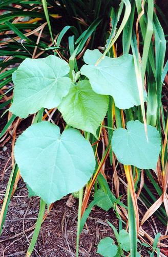 Velvetleaf (Abutilon theophrasti)