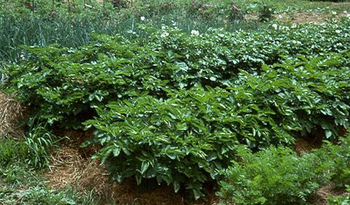 vigorous potato crop