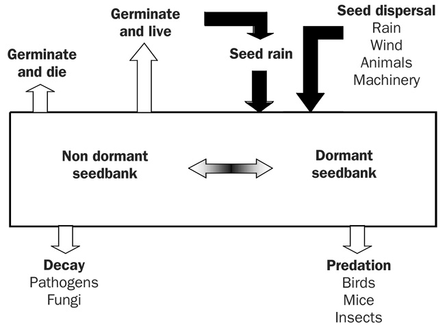 Fate of weed seeds