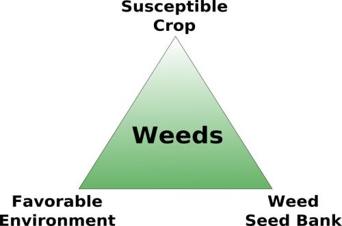 weed triangle