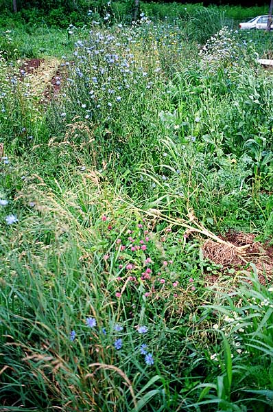 weedy field margins may have benefits or cause problems