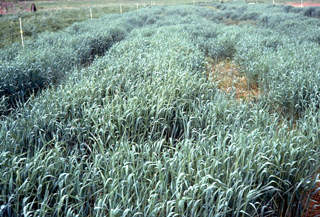 Good winter rye cover crop