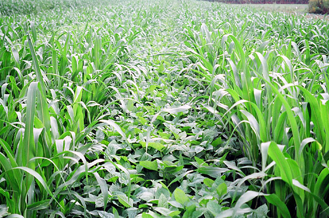 Zone-planted sorghum-sudangrass and soybeans