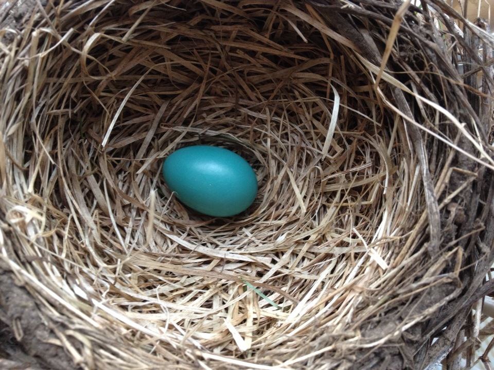 Identifying Bird Nests on Farm Structures