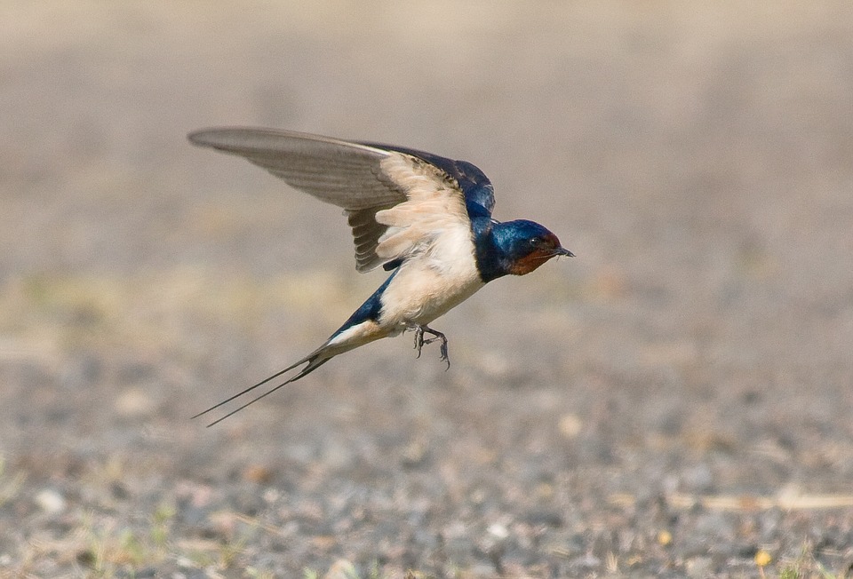 Identification Diet And Management Of Swallows And Swifts Common On Organic Farms Eorganic
