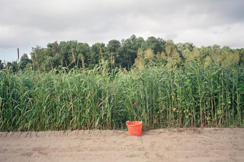 Sorghum-sudangrass + lablab bean (right of bucket) have reached heights of 6 to 9 feet and biomass of 4 tons per acre within 65 days after planting in early July