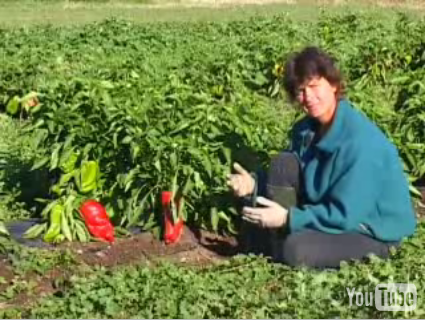 Helen Atthowe of BioDesign Farm describes using a living mulch to achieve slow release fertility