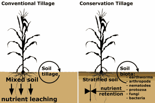 The increased soil stratification and size and activity of soil organism populations under conservation tillage compared to conventional tillage lead to increased nutrient retention.