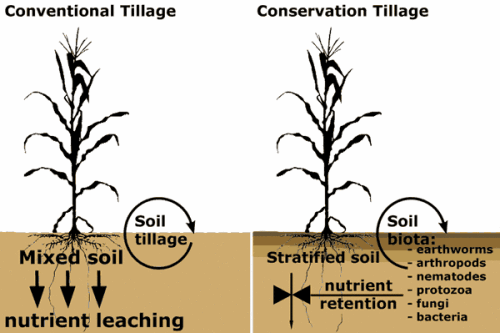 Groundnut Soil requirement, Soil preparation and Planting - Wikifarmer