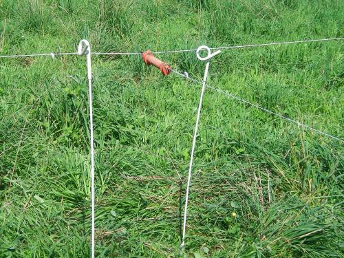 Example of temporary fence: pigtail posts and reeled polywire (photo by Debra Heleba)