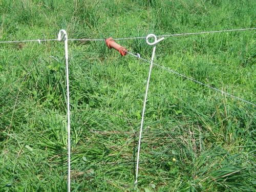 Grazing with Multi-strand Electric Fences