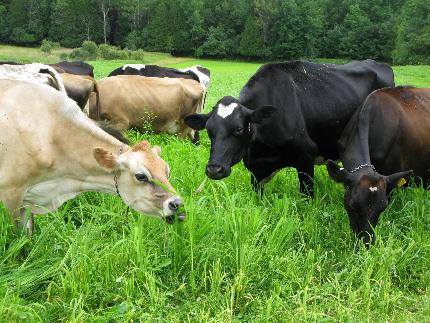 Cows grazing japanese millet. Photo credit: Debra Heleba, University of Vermont
