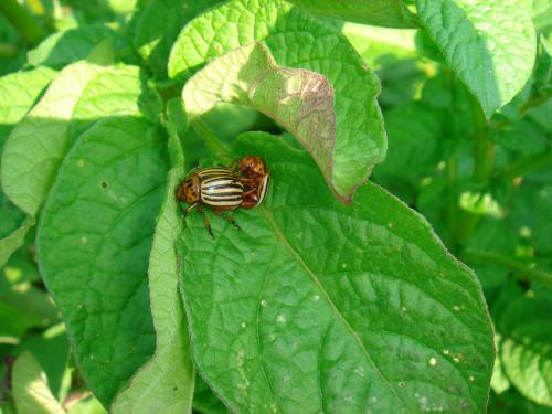 Colorado potato beetle adults