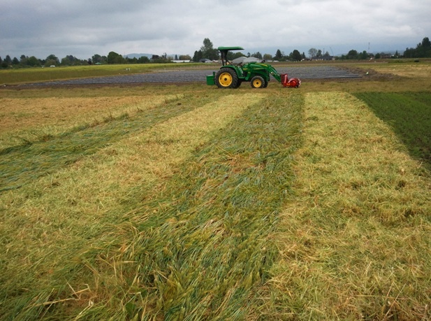 Tractor in a recently rolled field