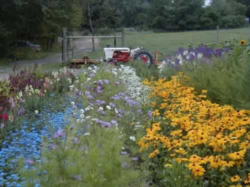 Lots of flowers planted and blooming on a small farm