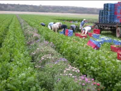 Vegetable farm with flower strips