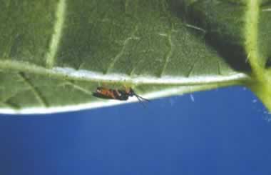 Small M. croceipes crawling on the underside of a leaf