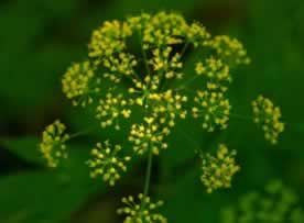 Wild parsnip with yellow flowers