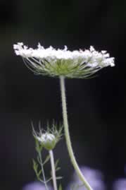 Queen Anne's Lace flower