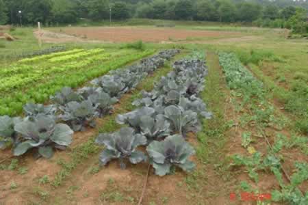 Companion planting example with cabbage