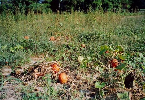 Weed Control in Pumpkins and Winter Squash