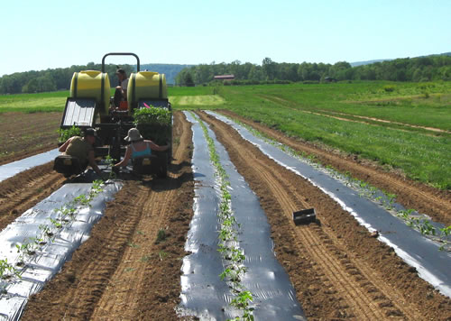 How to Use Mulch for Weed Control: Complete Guide - Farm City State