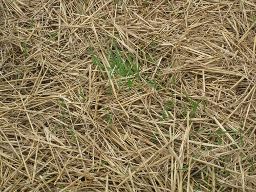 Mulch Erosion Straw Hay - Round Roll