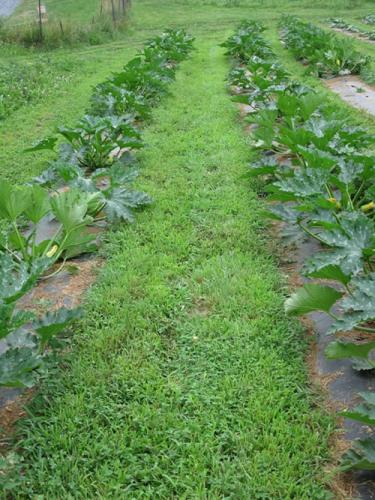 Using cover crops with plastic mulch