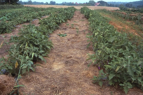 Using organic mulches with plastic mulches