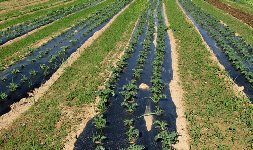 Pumpkins and plastic: The pros and cons of plasticulture - Vegetables