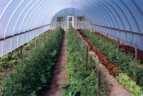 Companion-cropped high tunnel tomatoes