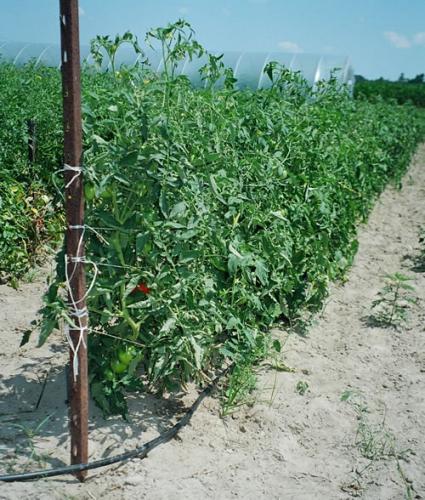 In-row drop irrigation of tomatoes