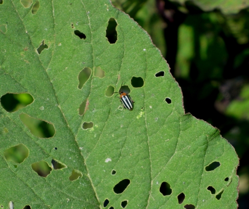 Amaranth flea beetle