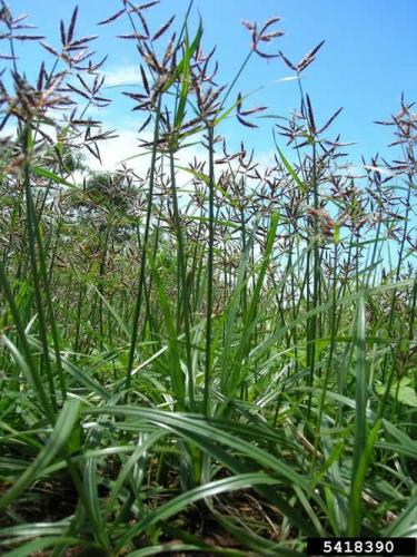 Image of Purple nutsedge grass