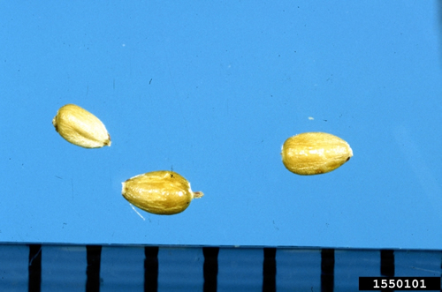 Yellow nutsedge seeds