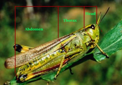 Overview of Monitoring and Identification Techniques for Insect Pests