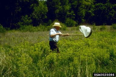 Overview of Monitoring and Identification Techniques for Insect Pests